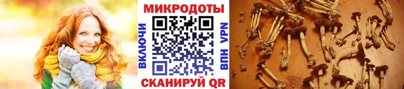 Галлюциногенные грибы Magic Shrooms  купить   Сокол 
